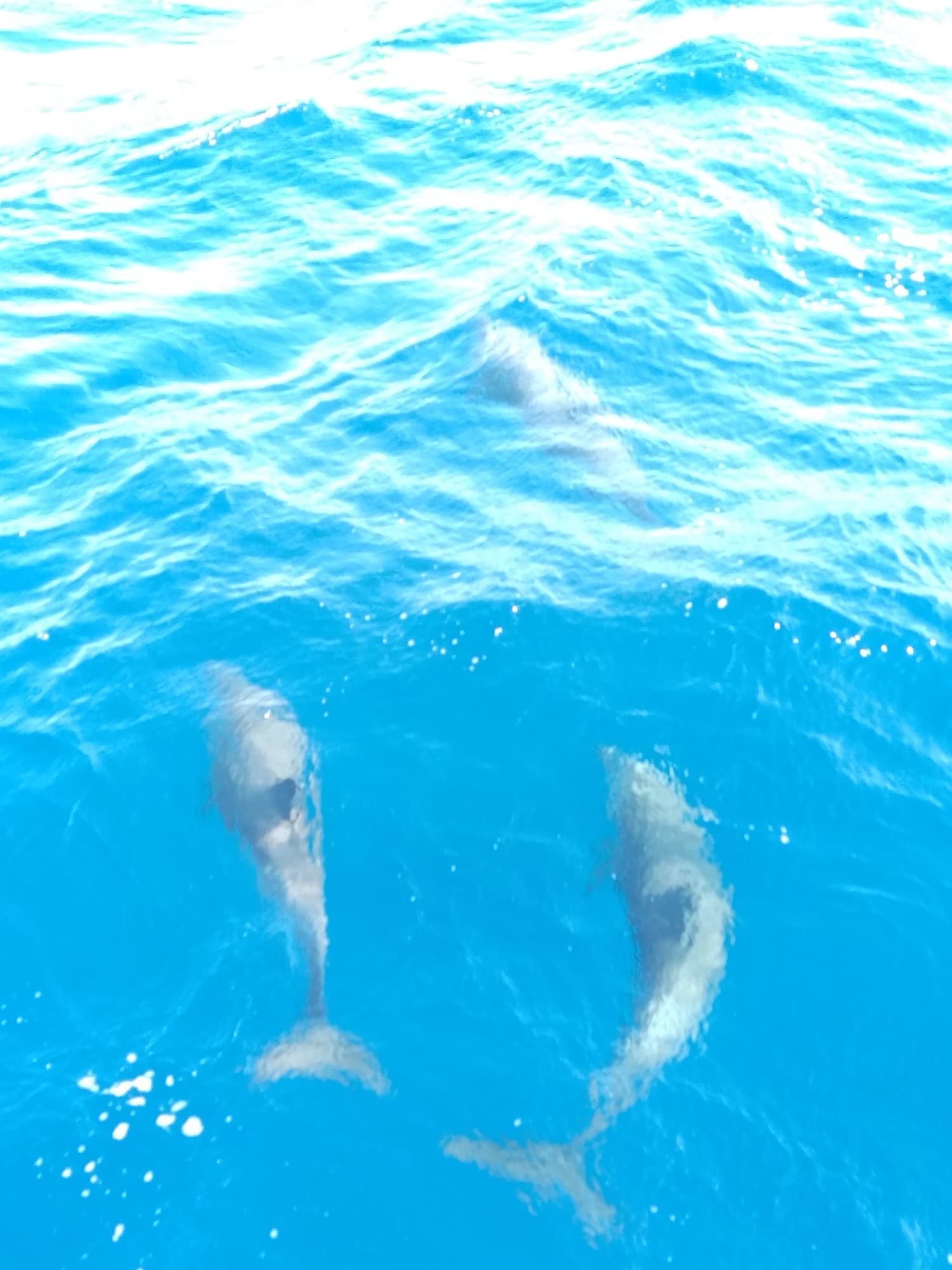 Deux dauphins nageant sous l'étrave dans une eau turquoise